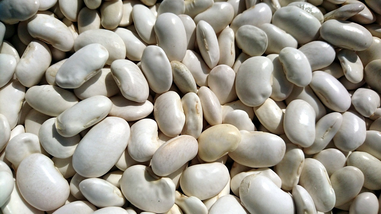 beans health harvest free photo