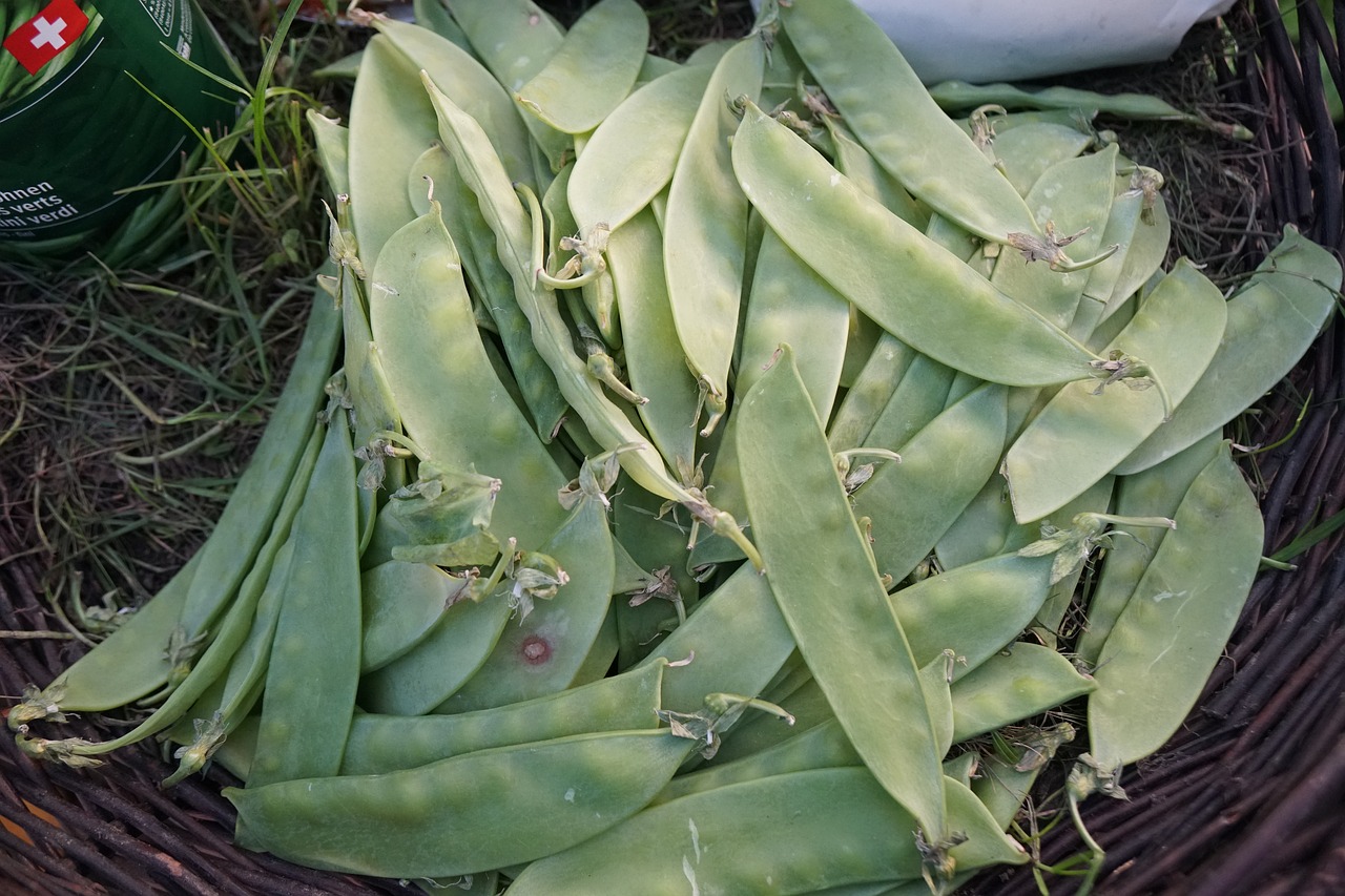 beans  plant  food free photo