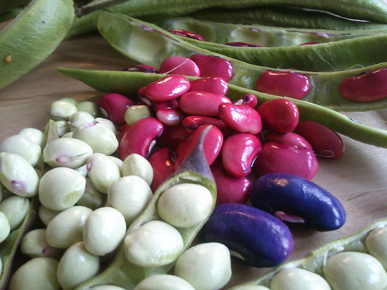 beans garden legumes free photo