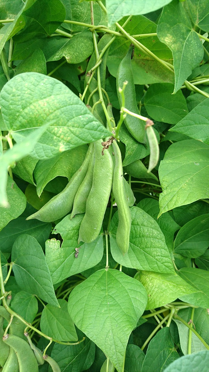 beans  green beans  vegetables free photo