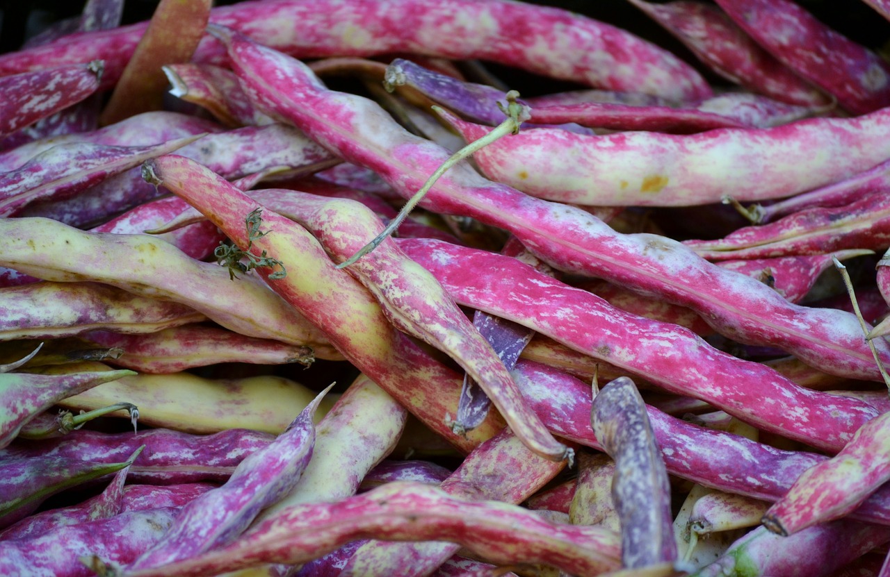 beans  purple  vegetable free photo