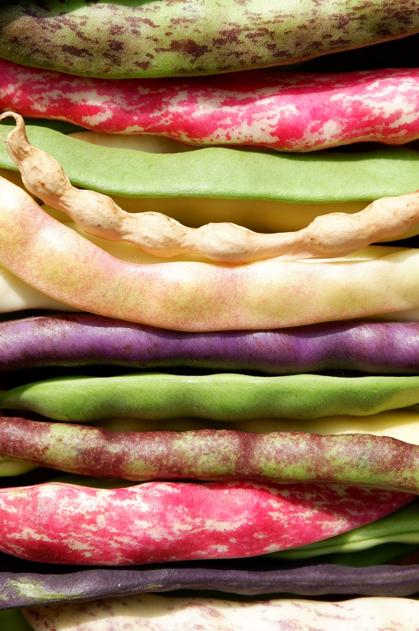 beans  colorful  garden bean free photo