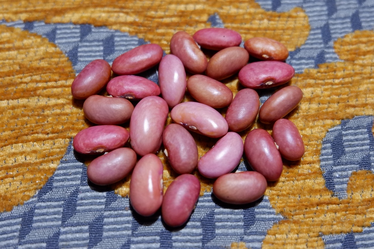 beans  garden bean  garden free photo