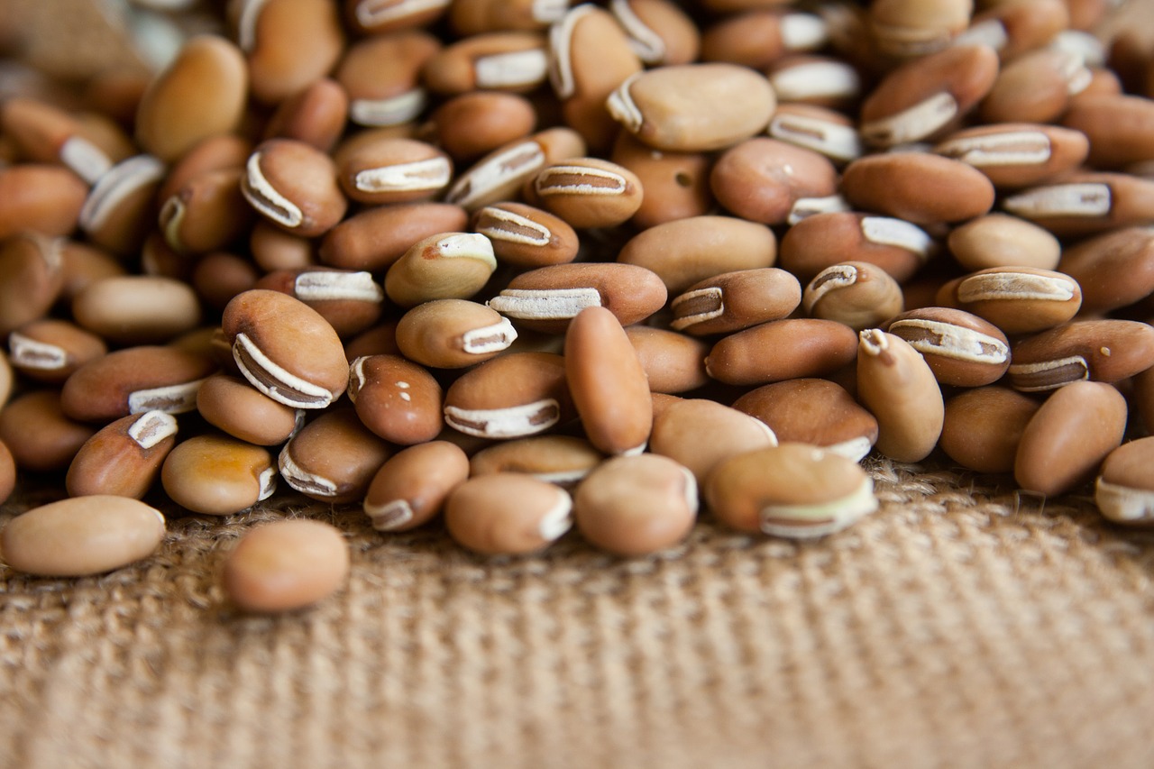 beans dry legumes free photo