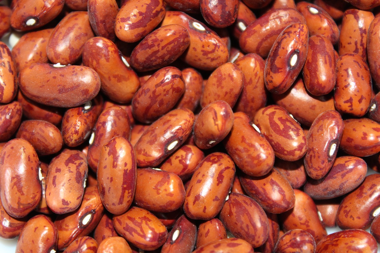 beans  red  nutrition free photo