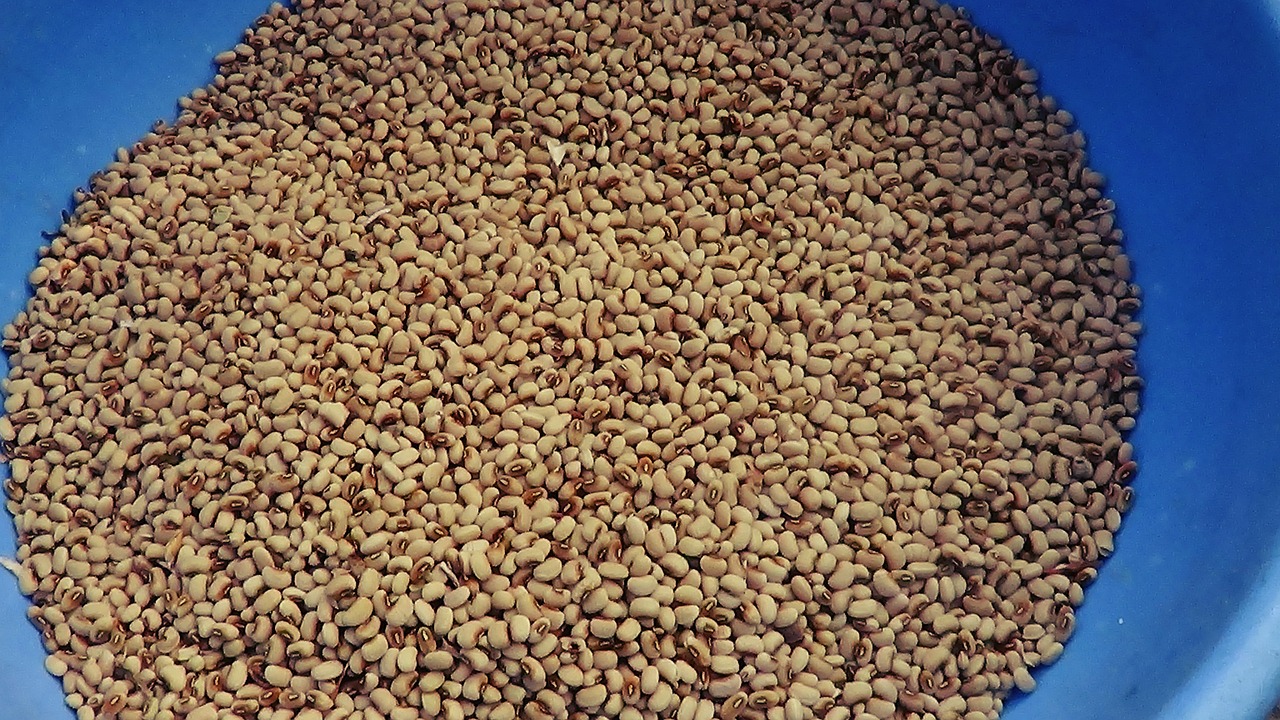 beans harvest legumes free photo