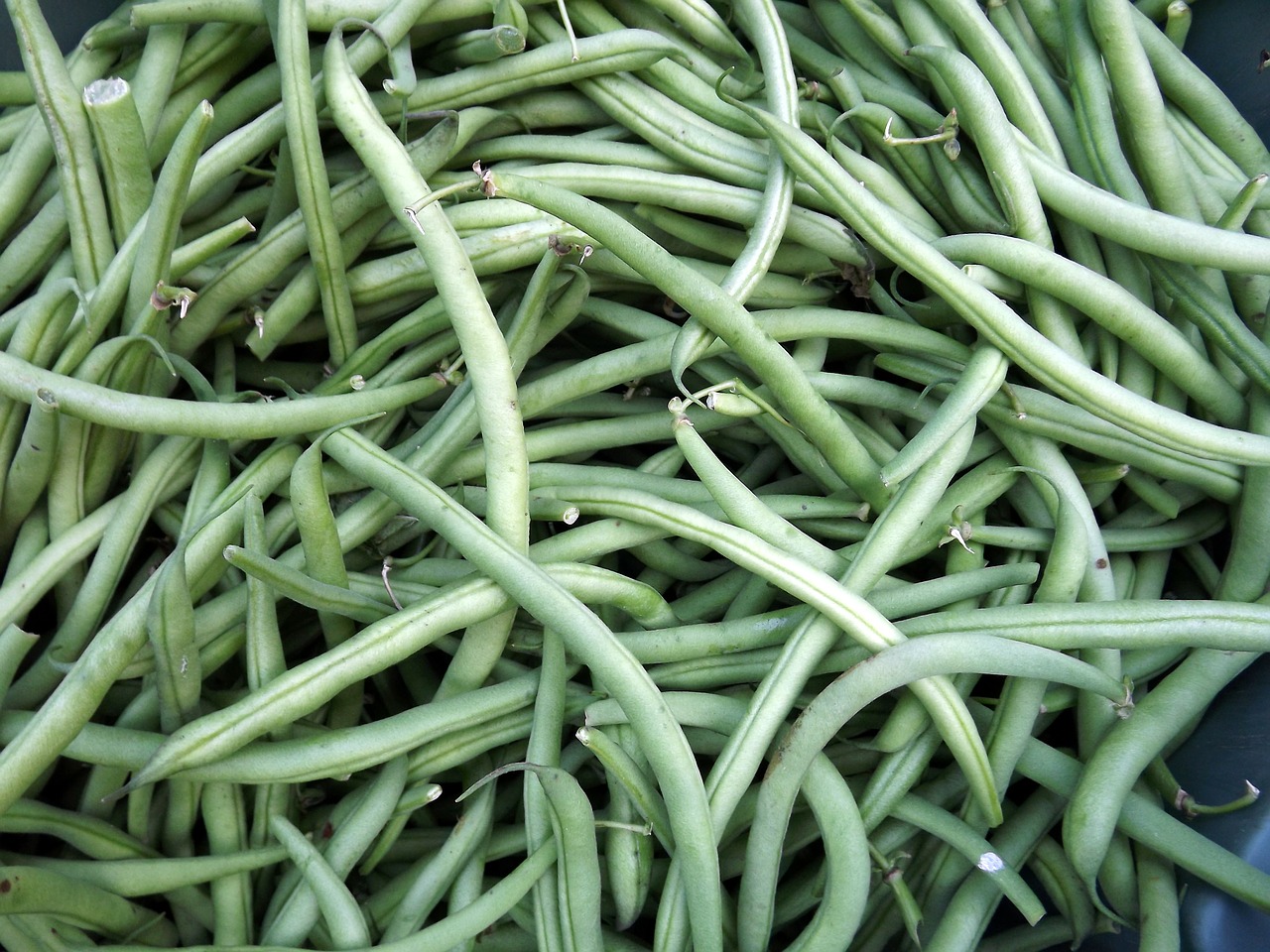 beans garden market free photo