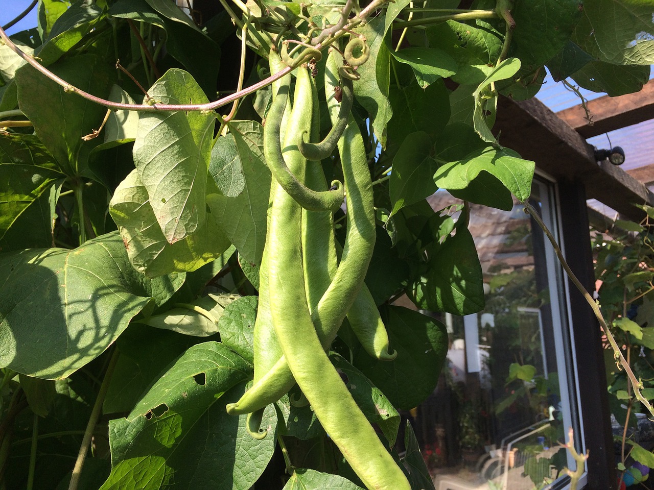 beans vegetables food free photo