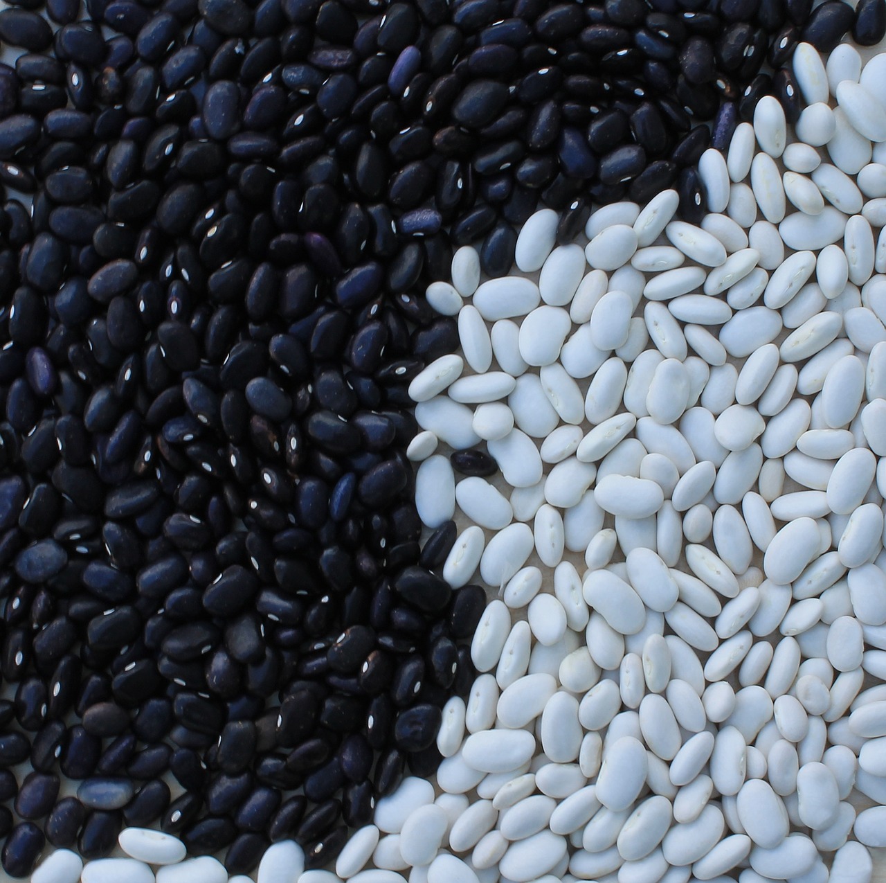 beans black background free photo