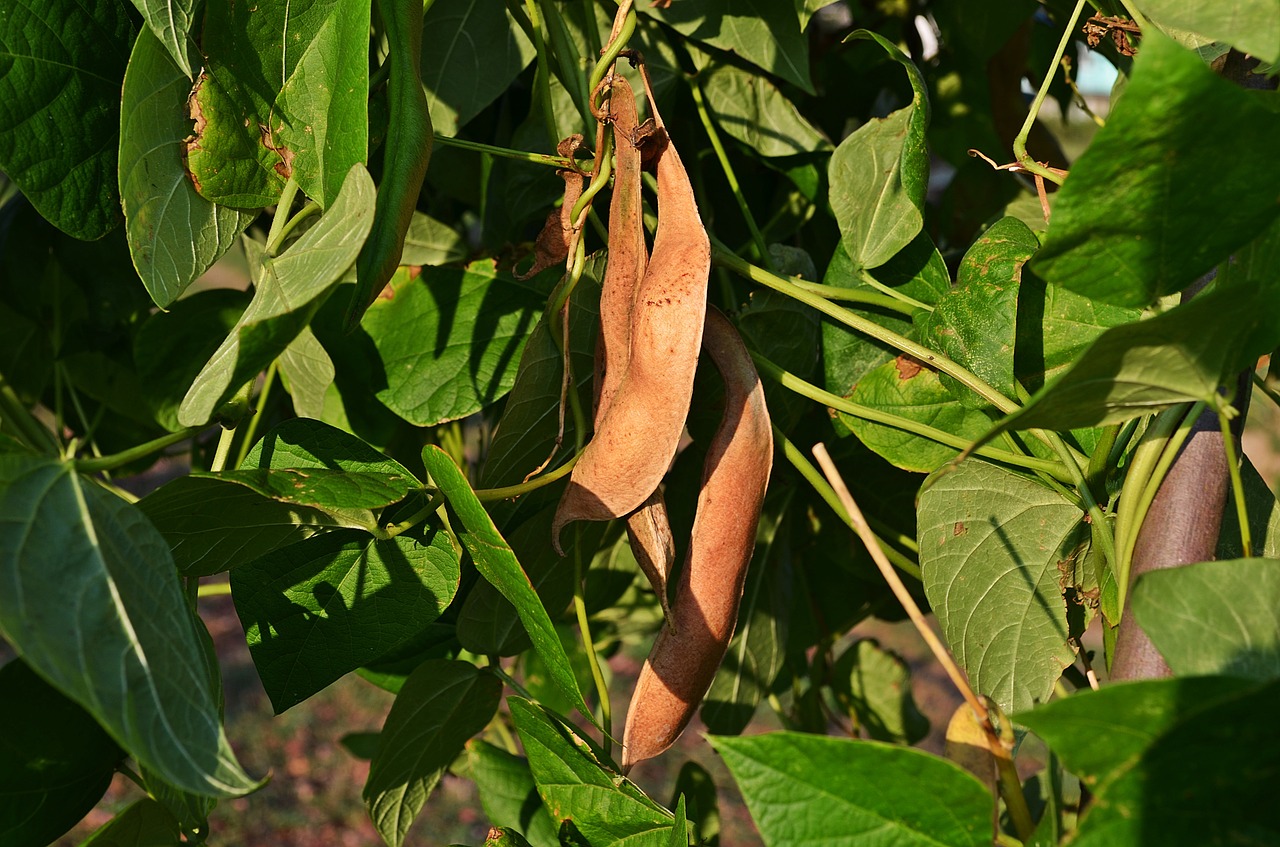 beans a vegetable the cultivation of free photo