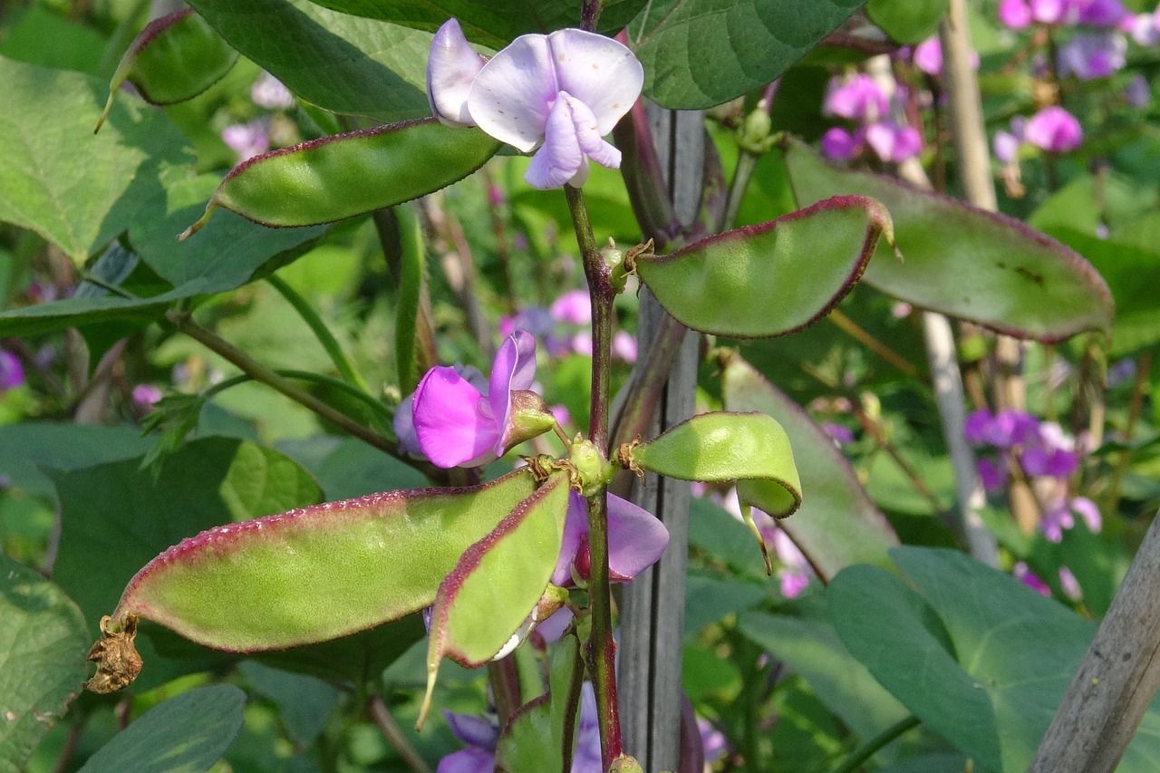 beans flower plant free photo