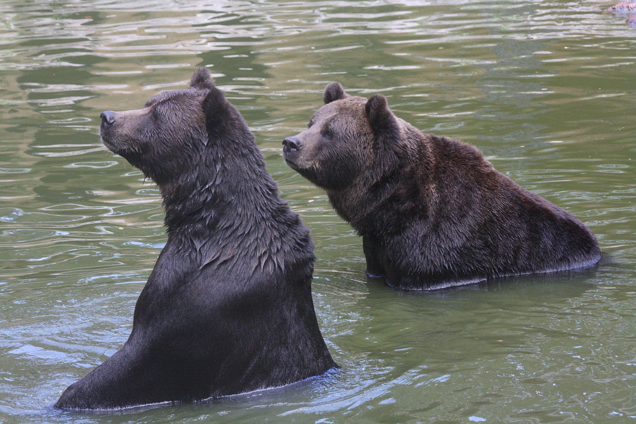 bear swim fun free photo