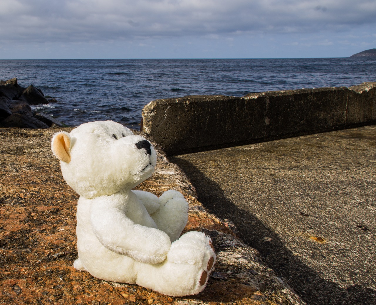 bear bears pier free photo