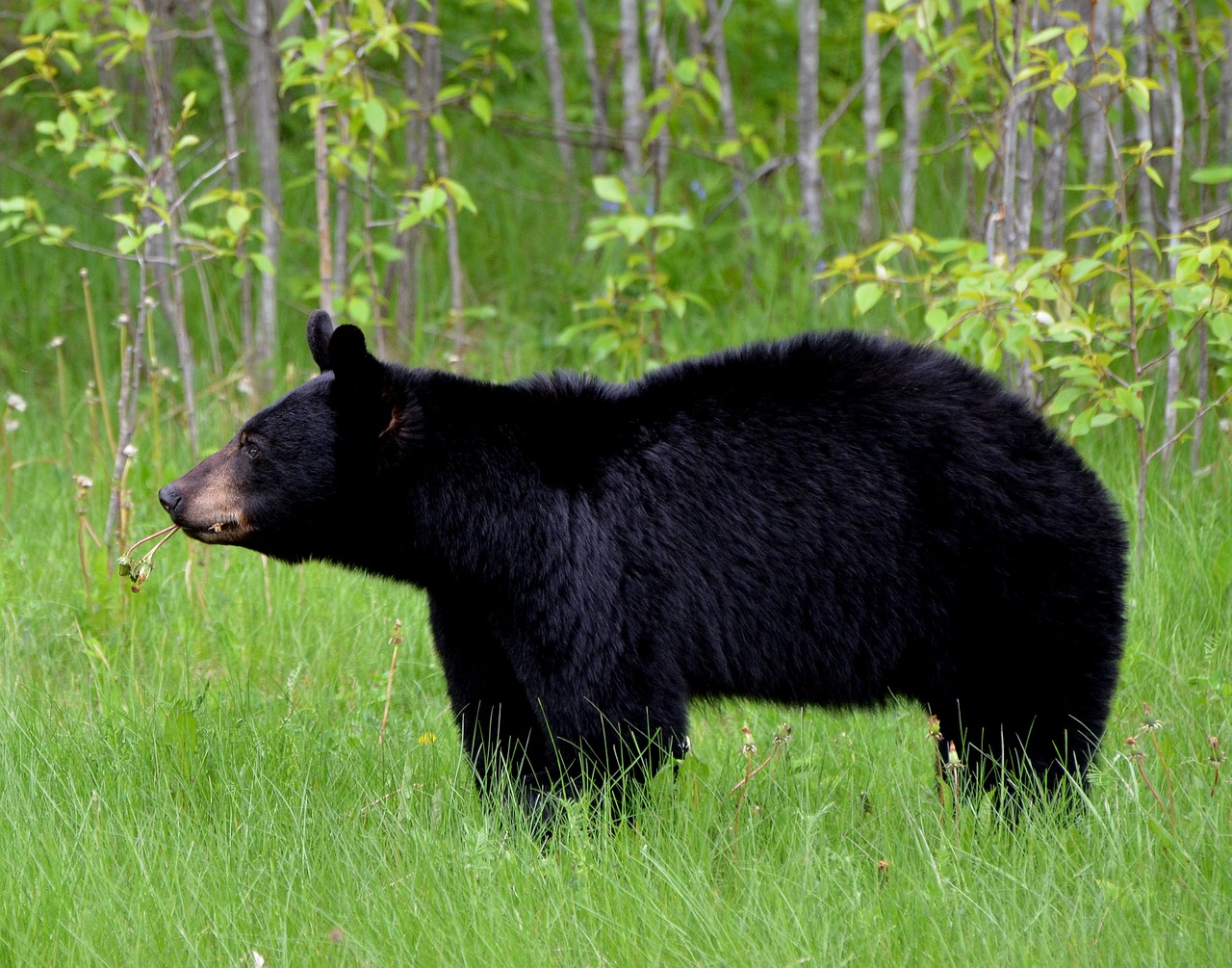 bear animal nature free photo