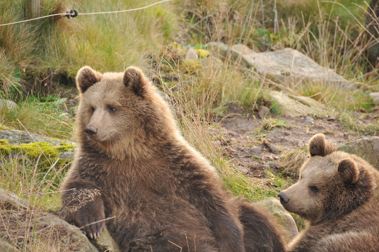 bear zoo autumn free photo