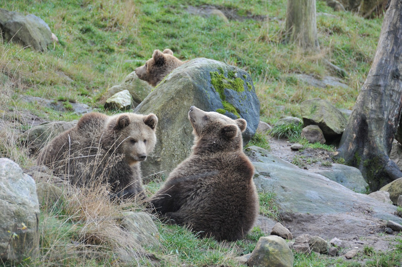 bear bear cubs forest free photo