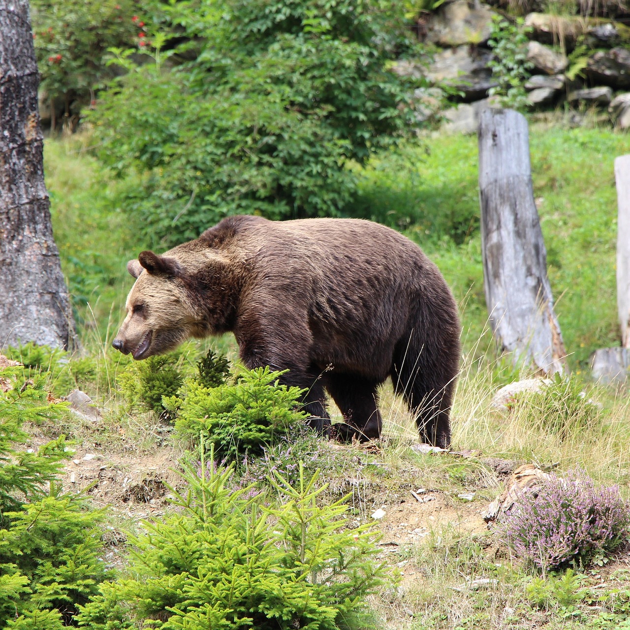 bear nature free free photo