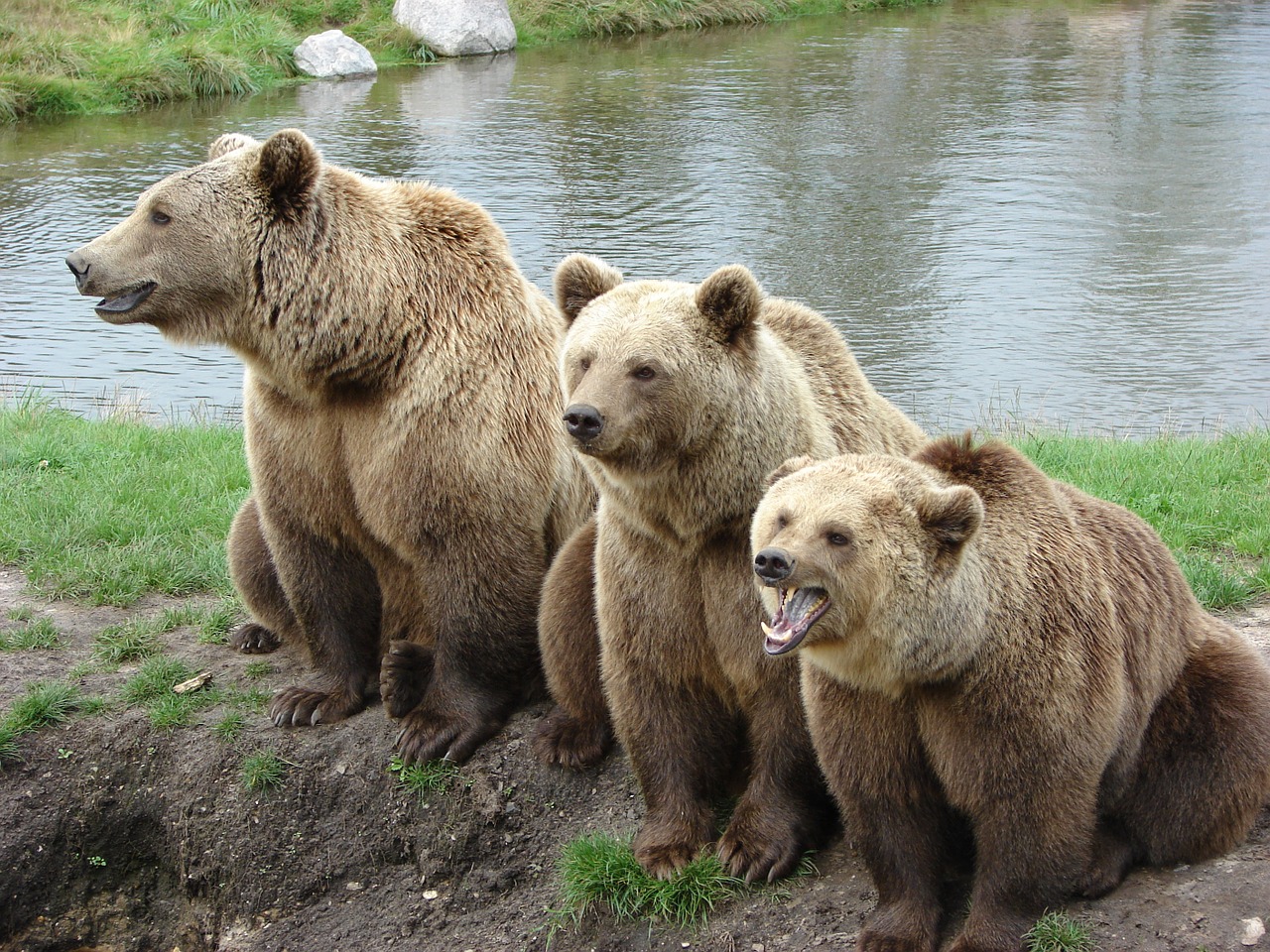 bear nature park denmark free photo