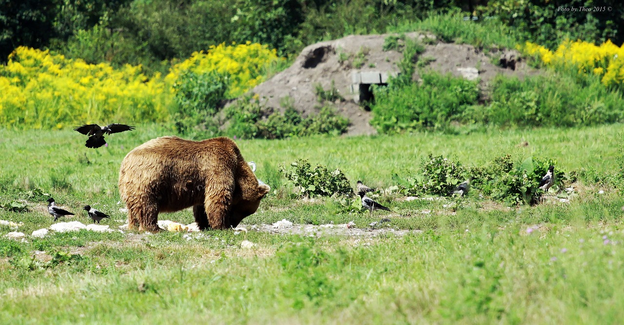 bear summer bird free photo