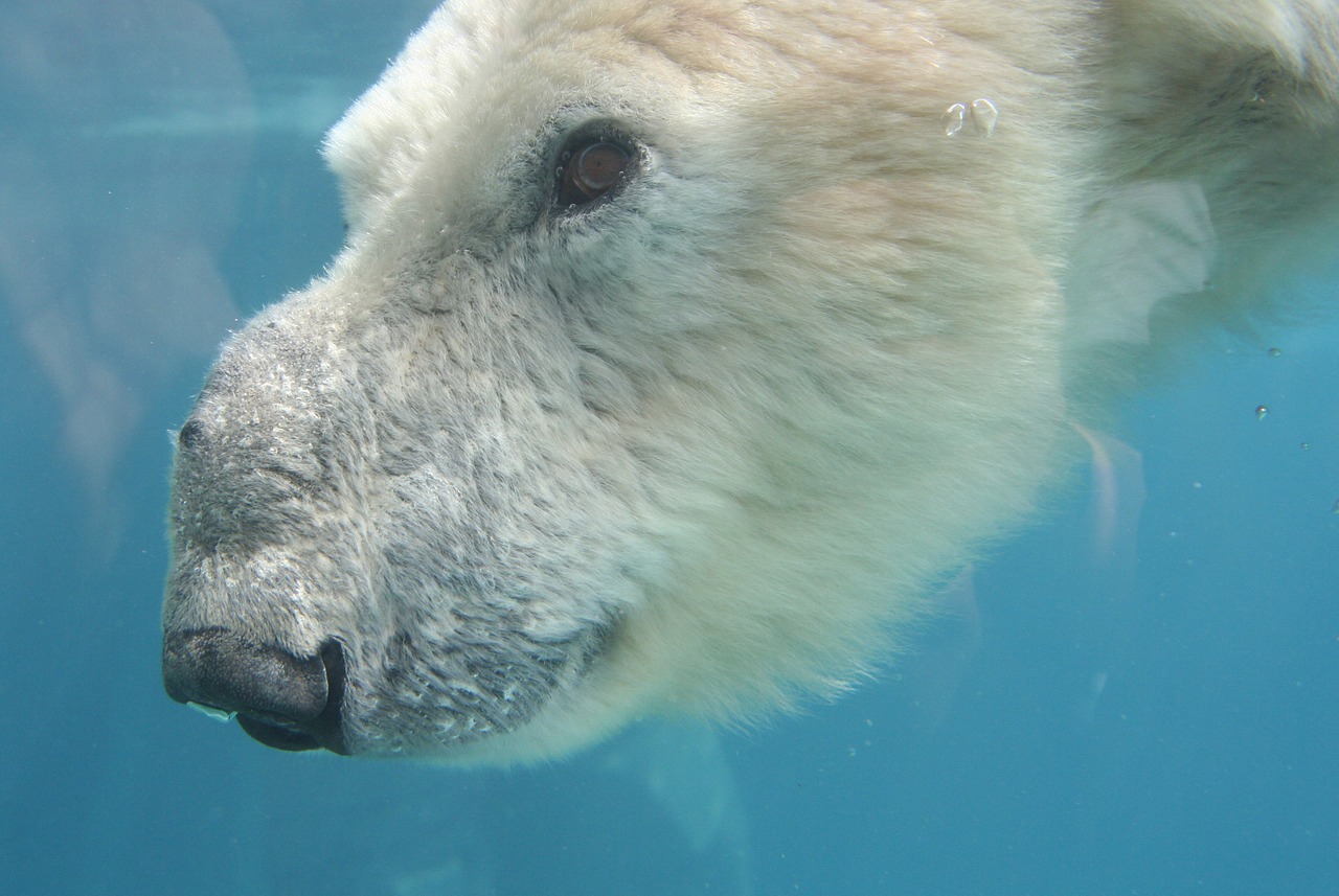 bear animal zoo free photo