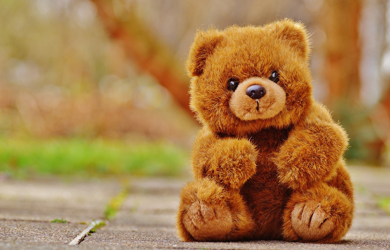 bear teddy soft toy free photo