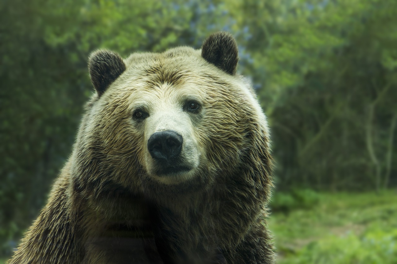 bear grizzly bear grizzly free photo