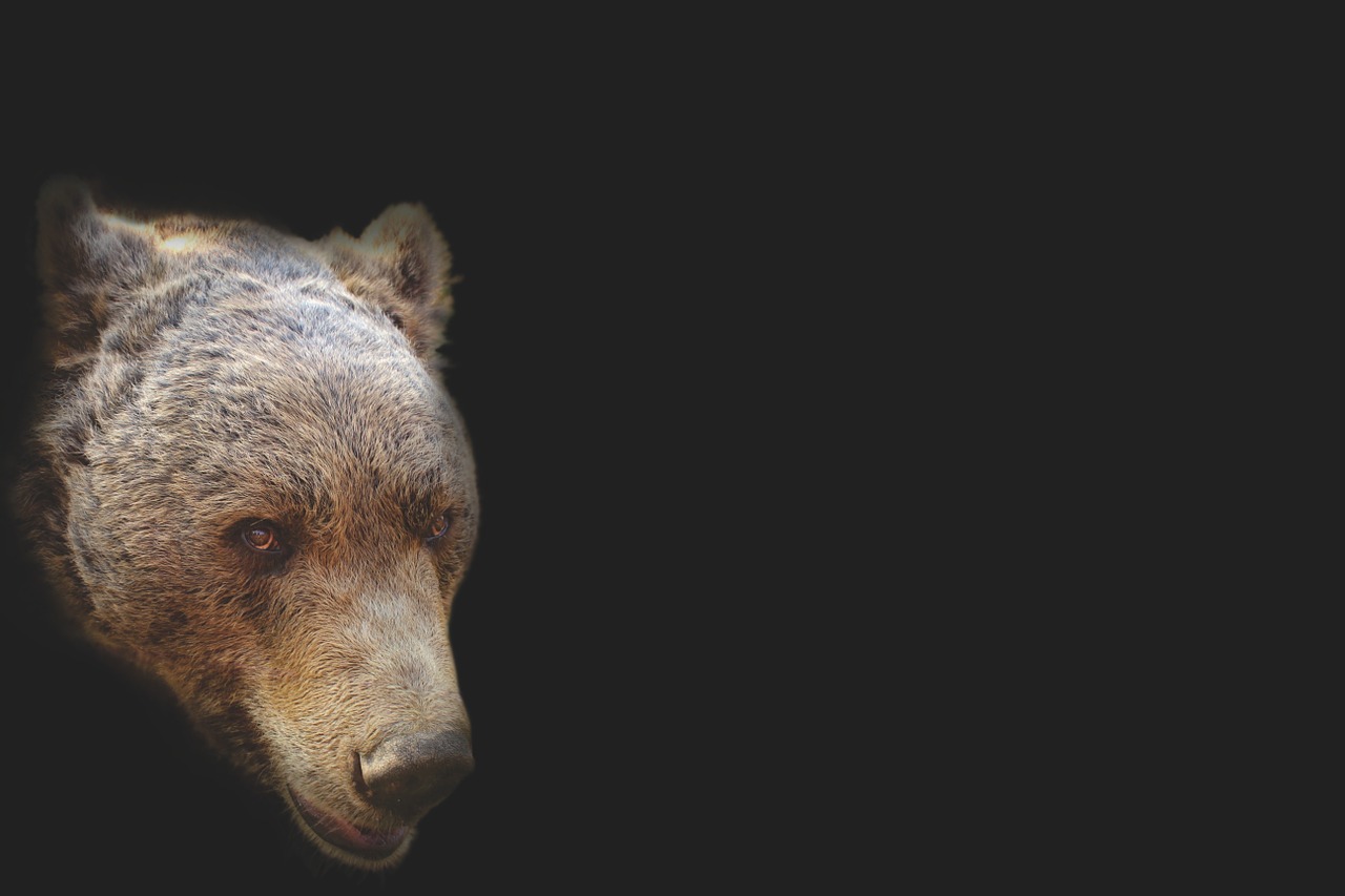 bear bear head artistic free photo