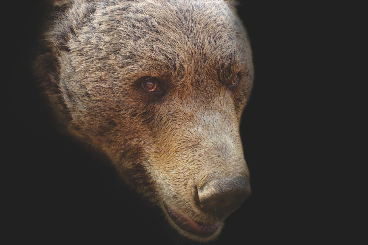 bear bear head artistic free photo