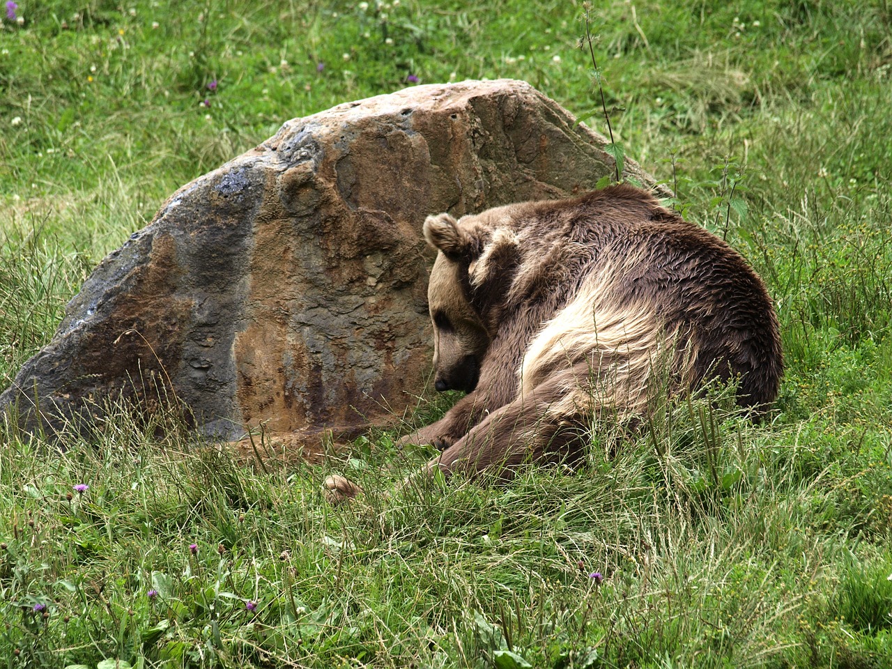 bear brown predator free photo