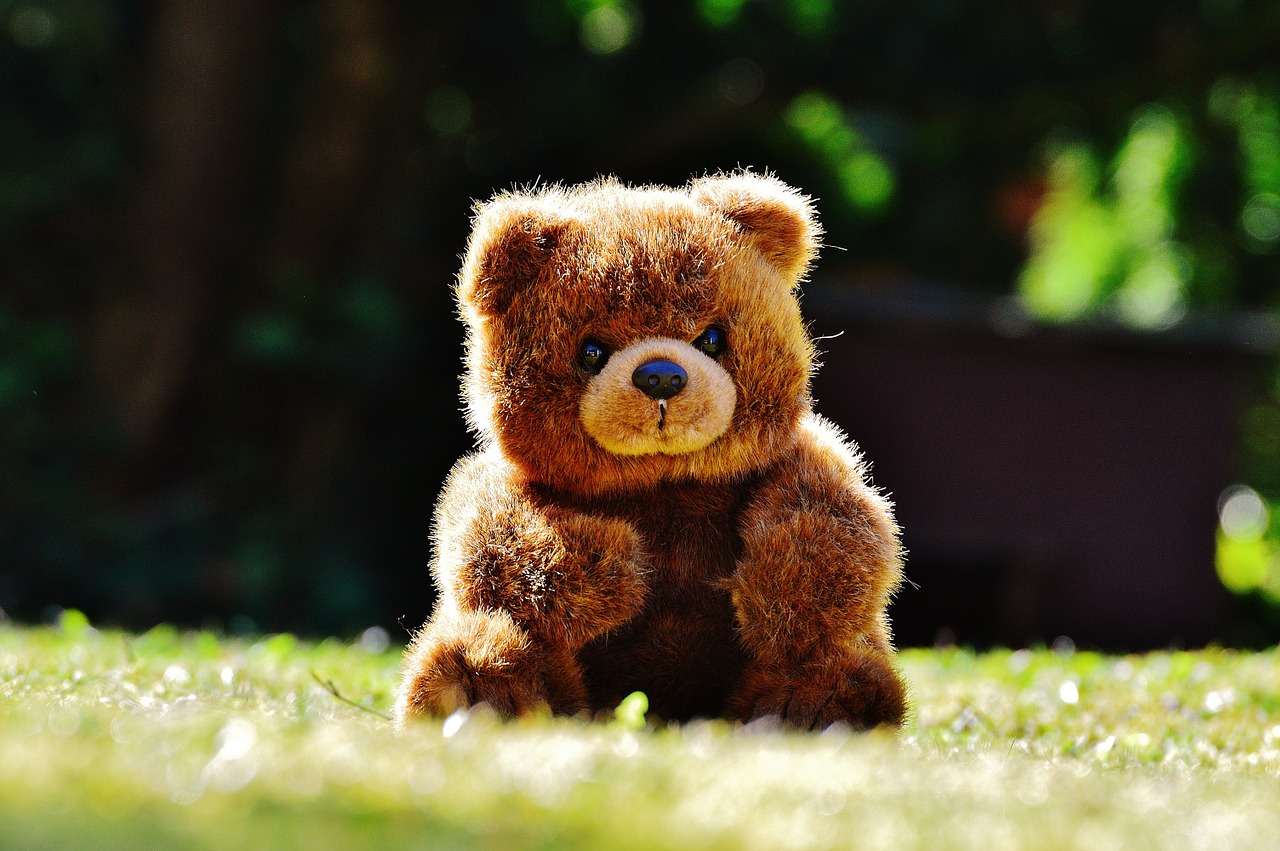 bear teddy soft toy free photo