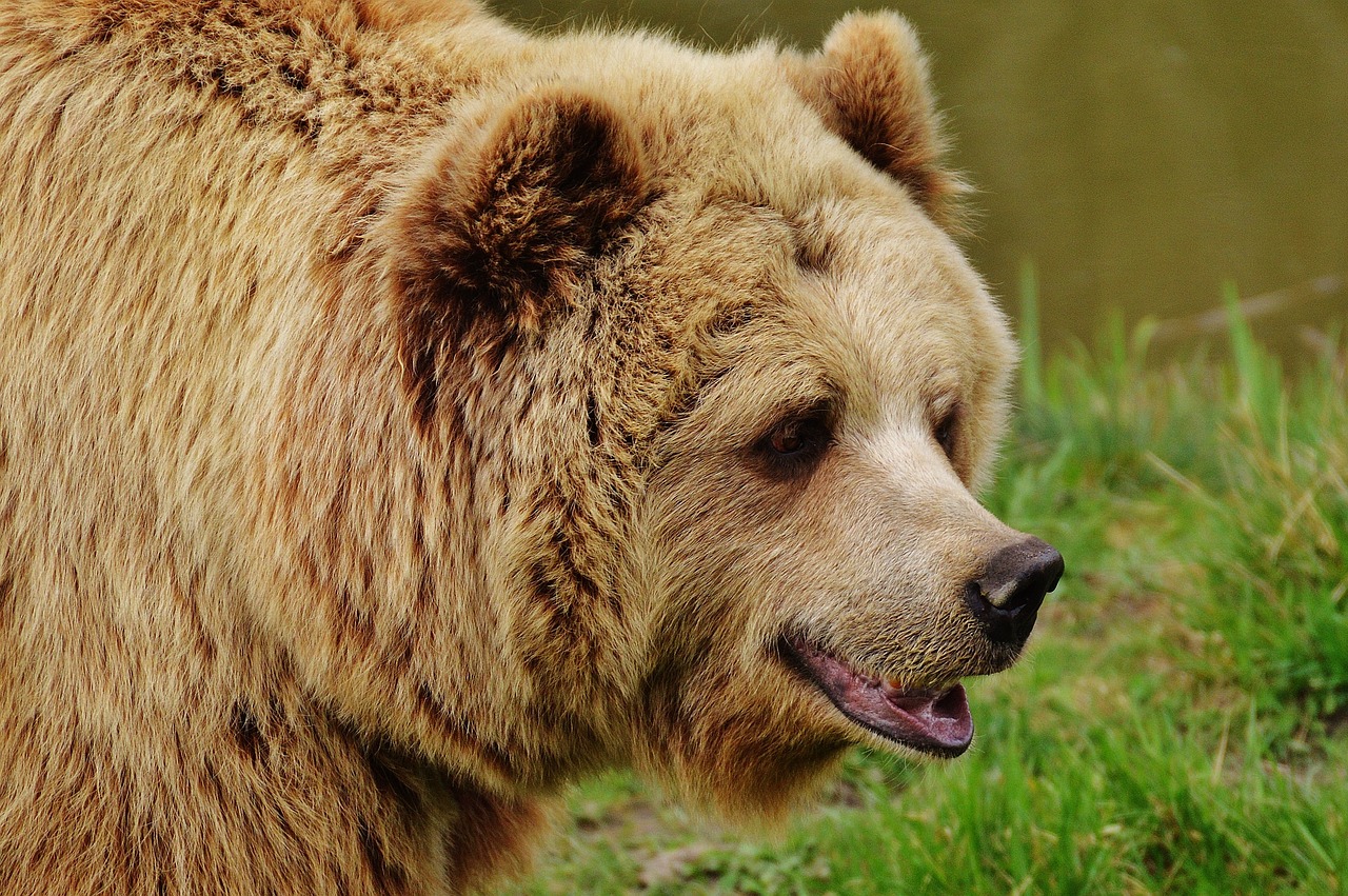 bear wildpark poing brown bear free photo