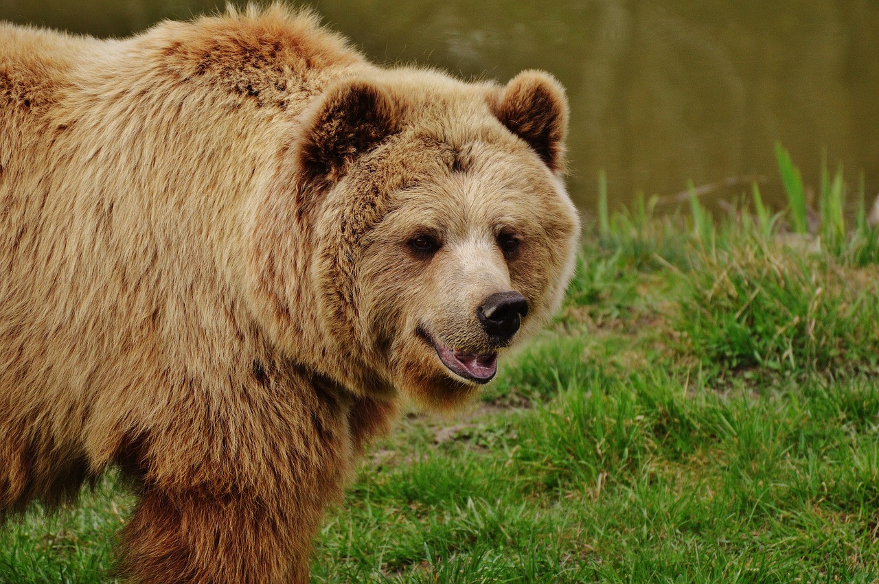 bear wildpark poing brown bear free photo