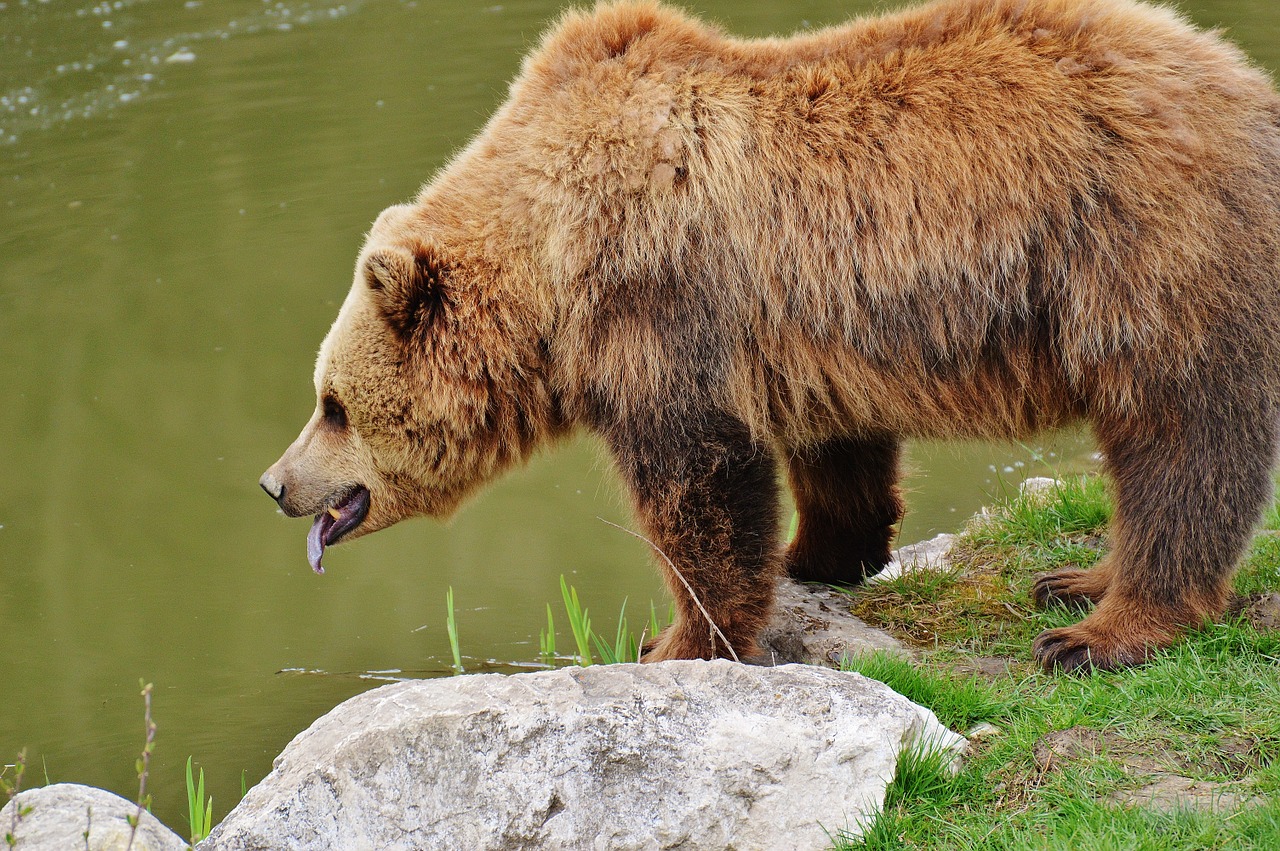 bear wildpark poing brown bear free photo