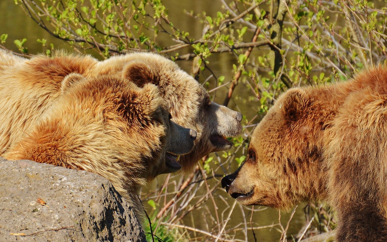 bear wildpark poing play free photo