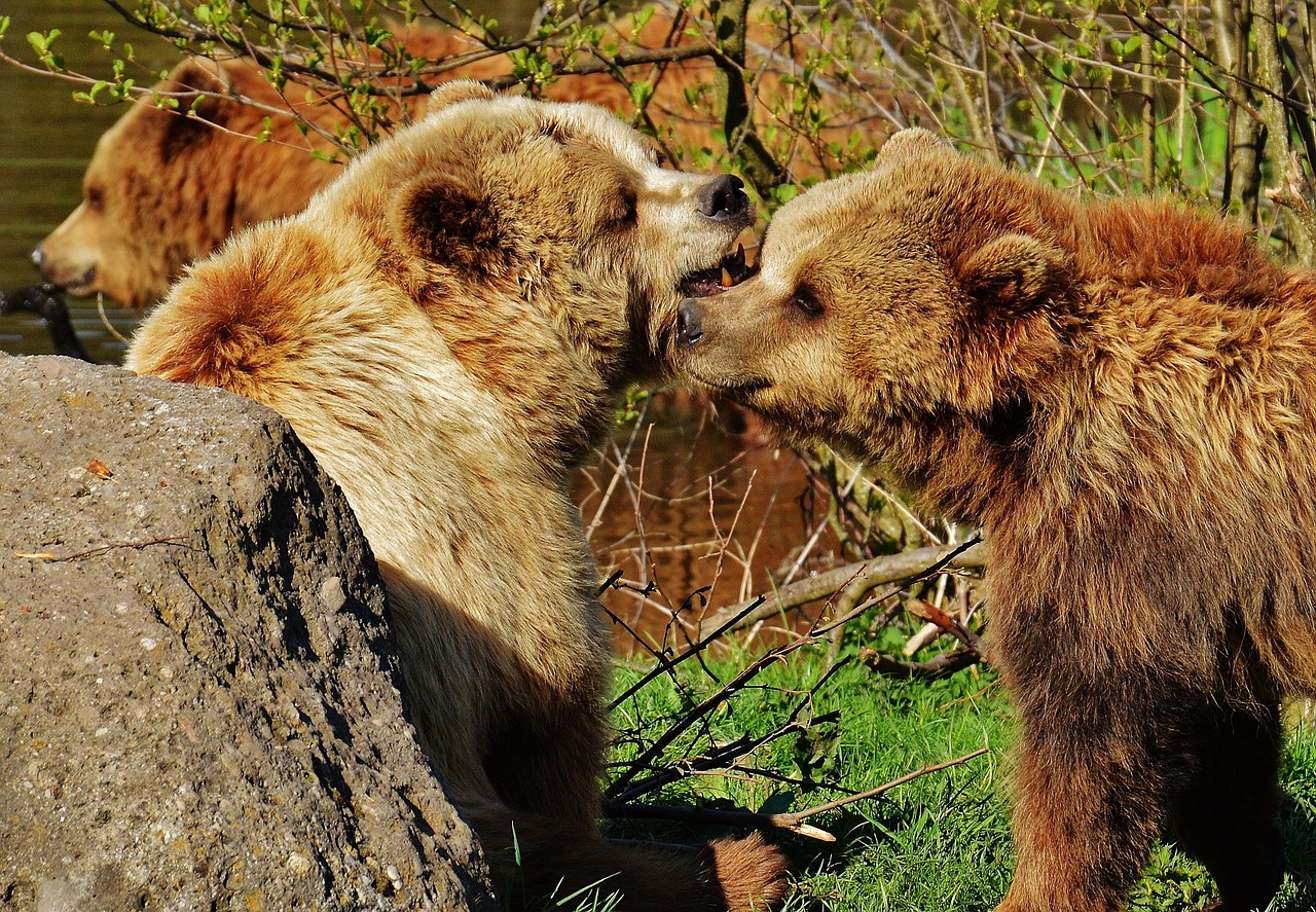 bear wildpark poing play free photo