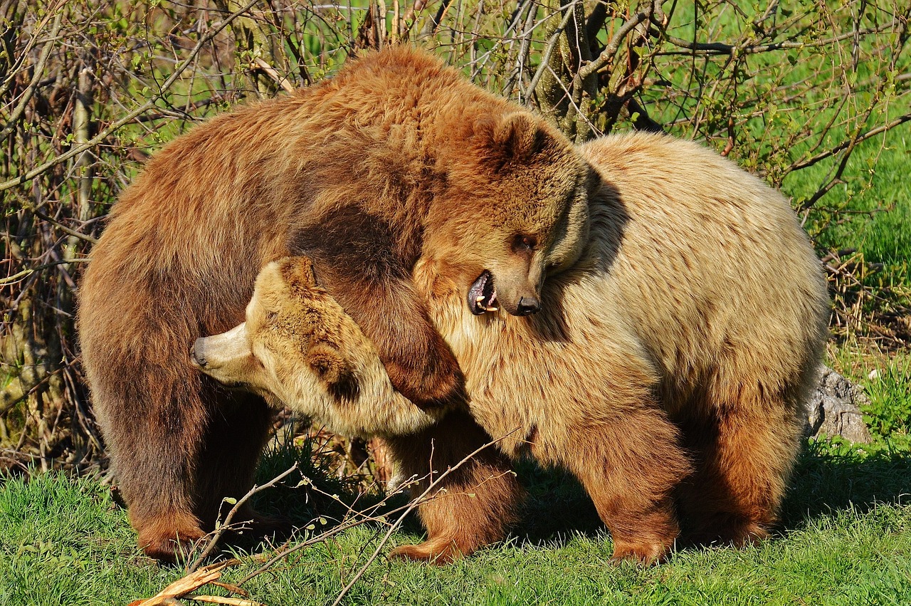 bear wildpark poing play free photo