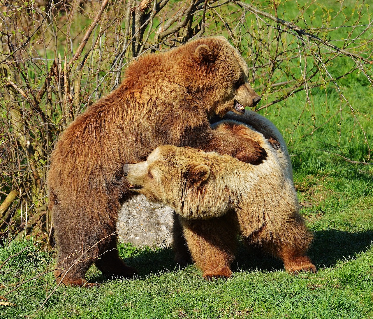 bear wildpark poing play free photo