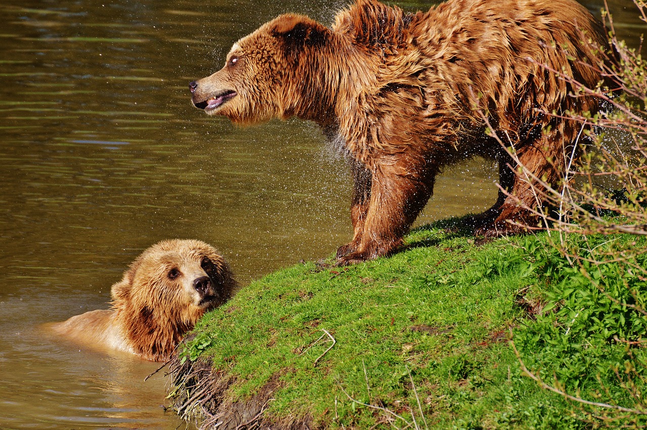 bear wildpark poing play free photo