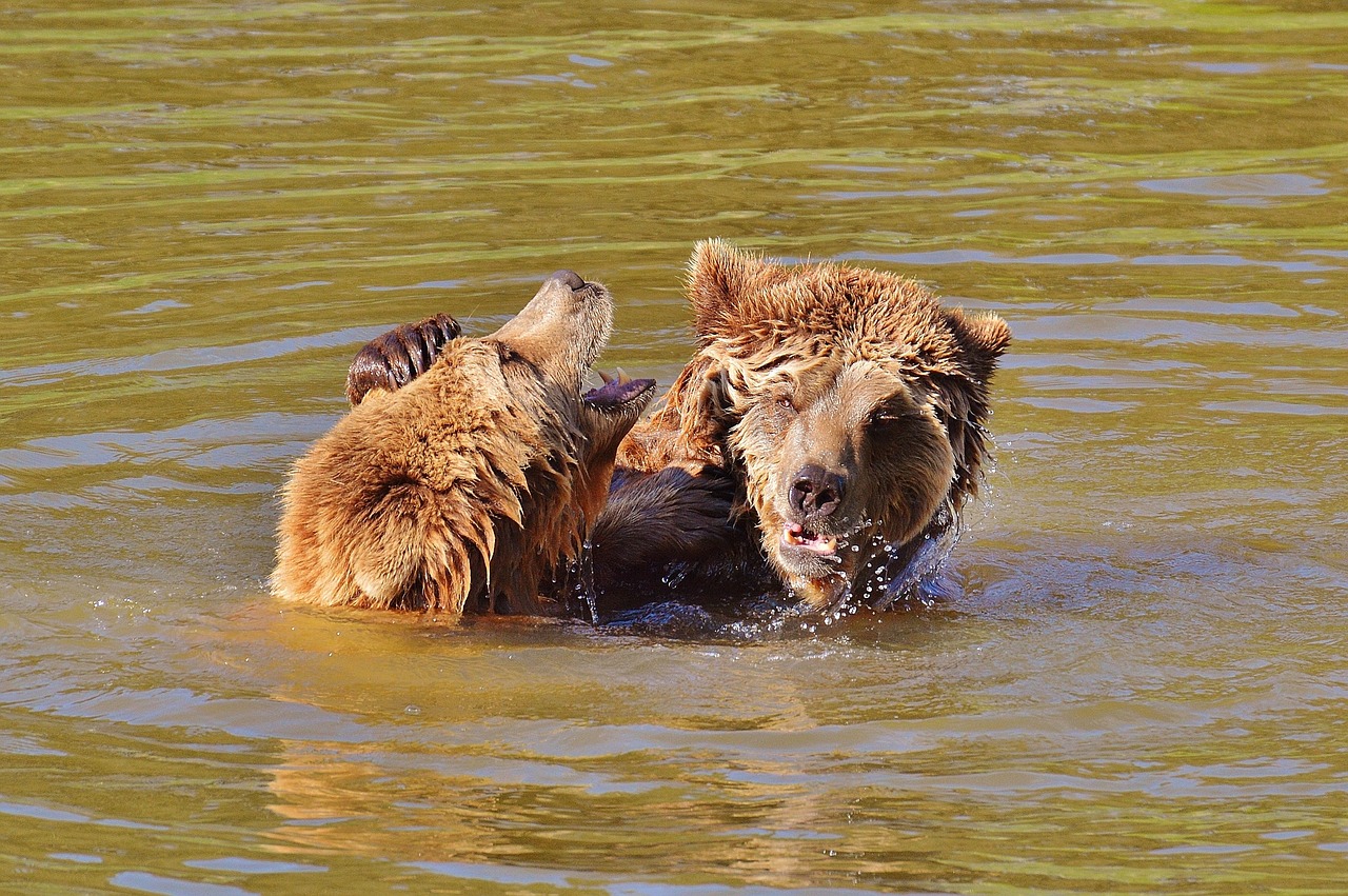 bear wildpark poing play free photo