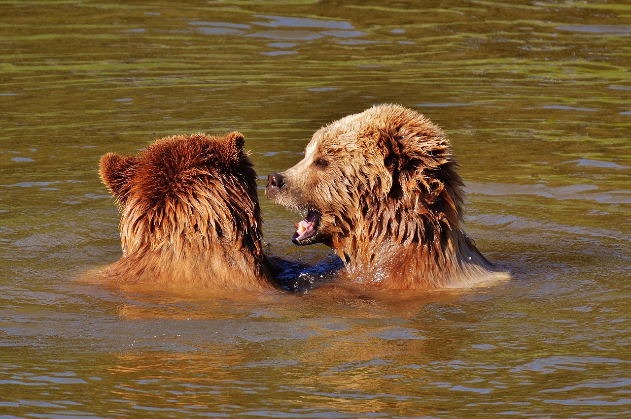 bear wildpark poing play free photo