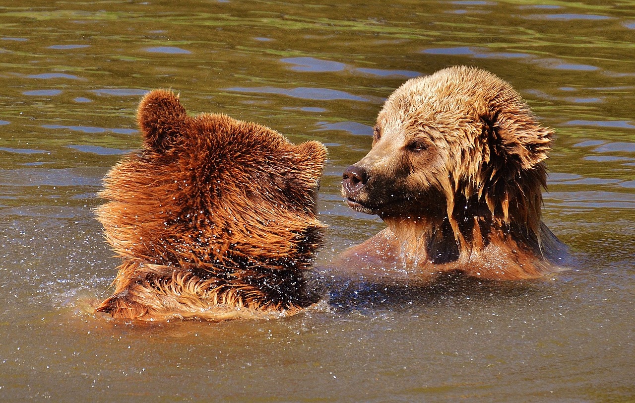 bear wildpark poing play free photo