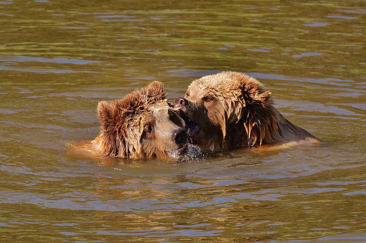 bear wildpark poing play free photo