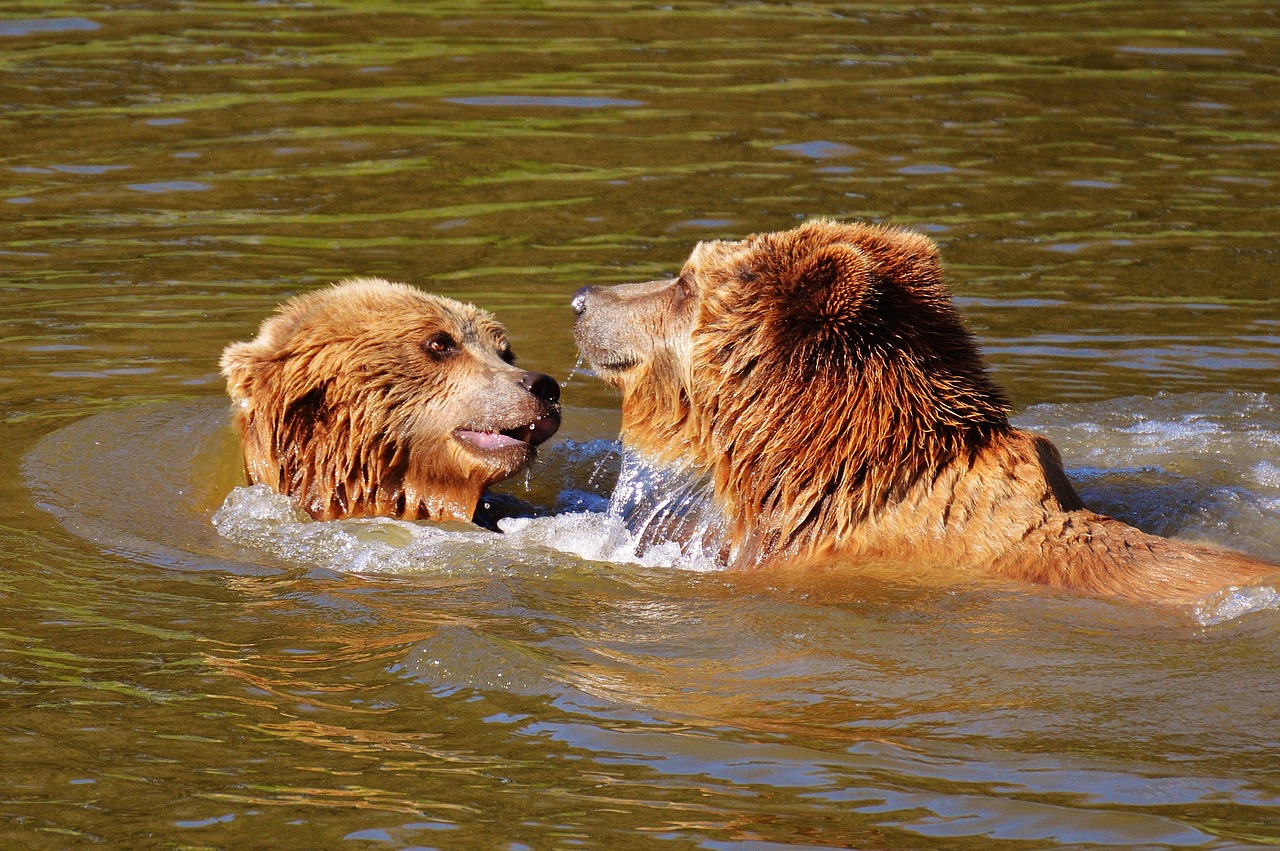 bear wildpark poing play free photo