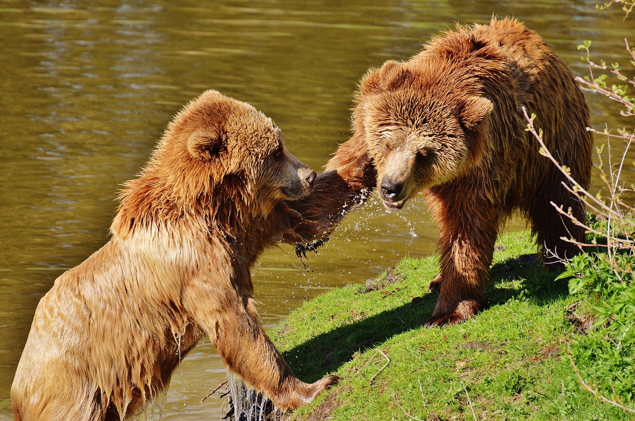 bear wildpark poing play free photo