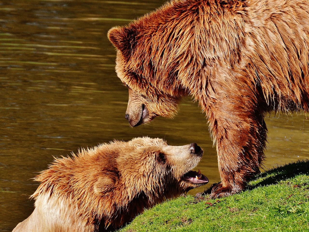 bear wildpark poing play free photo