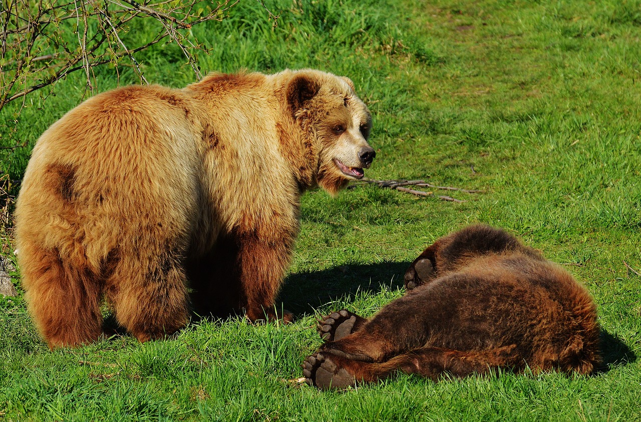 bear wildpark poing play free photo