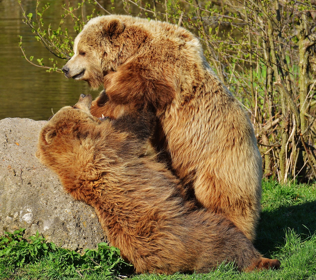 bear wildpark poing play free photo