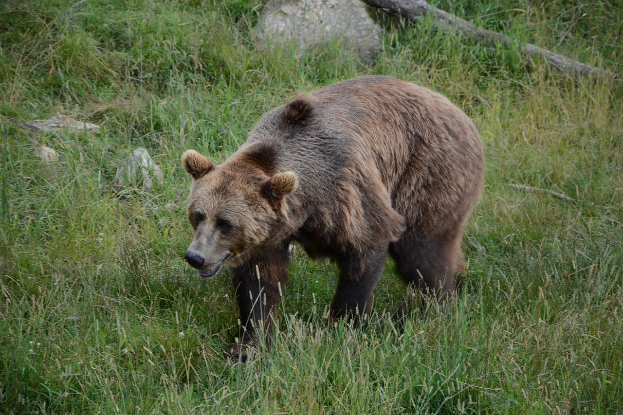 bear summer borås zoo free photo