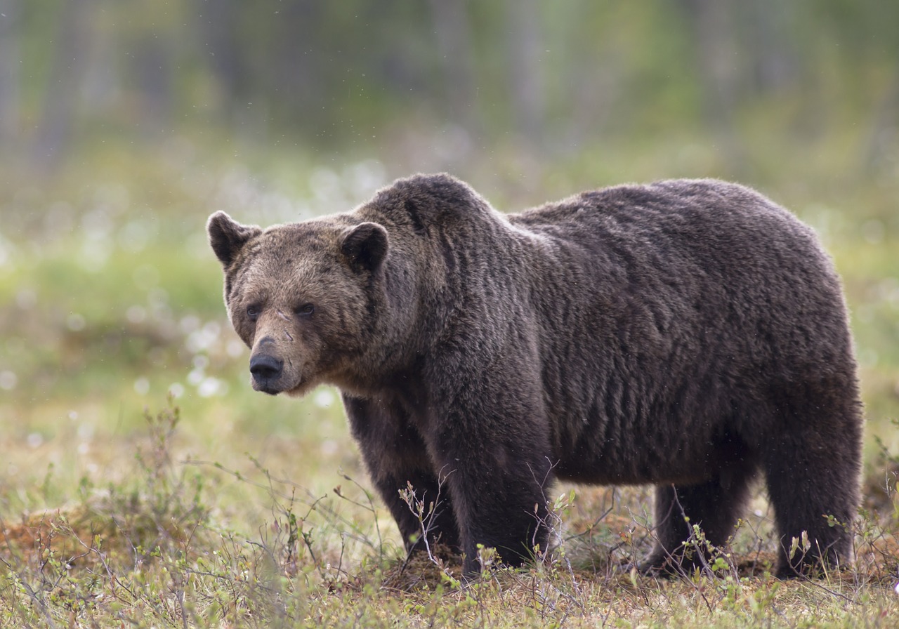 bear brown bear the beast free photo