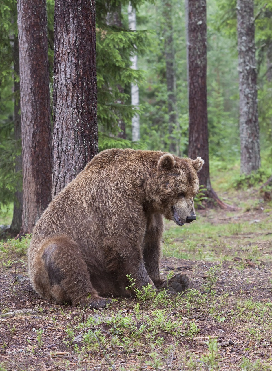 bear adult old free photo